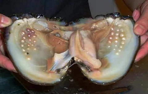 Странная морская находка