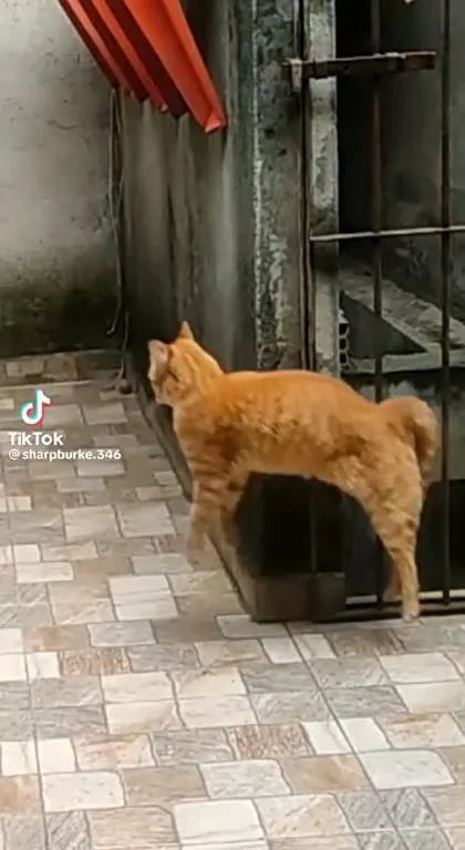 Рыжий кот против белого кота