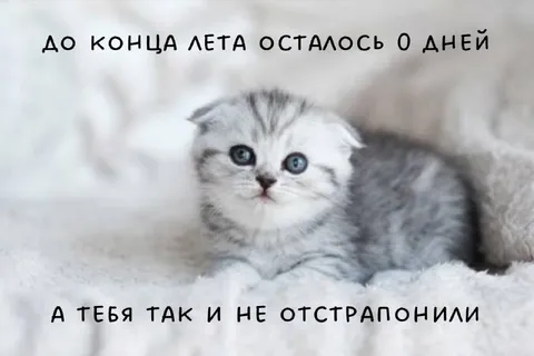 Котёнка так и не отстранили
