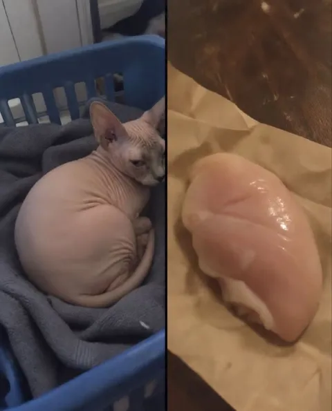 Кот и куриная грудка