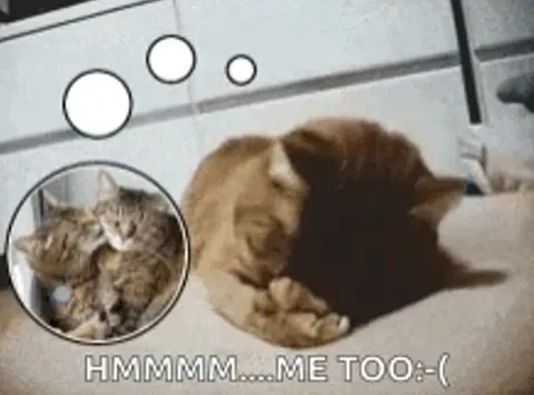 Кот грустит о себе