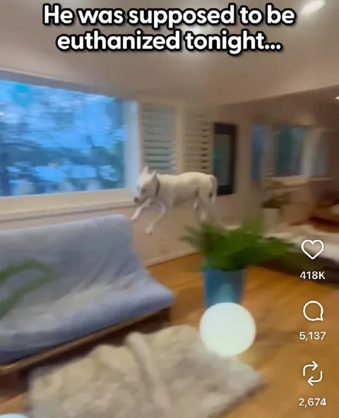 Goat Escapes Euthanasia