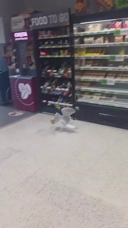 Seagull Walks Out of the Shop
