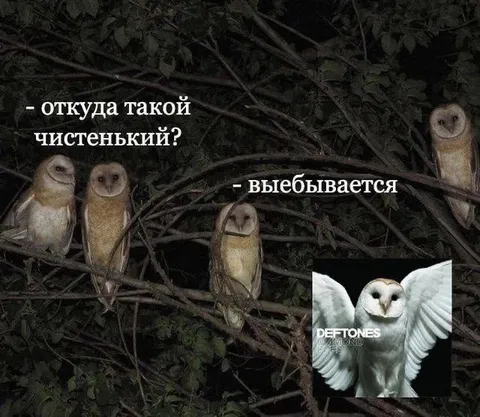 Откуда такой чистенький?