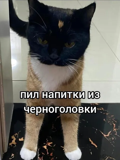 Кот после черноголовки