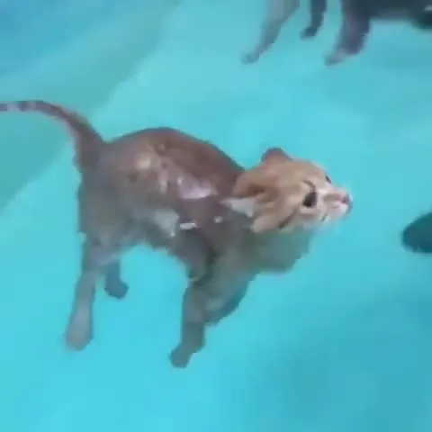 Котёнок плывёт под водой