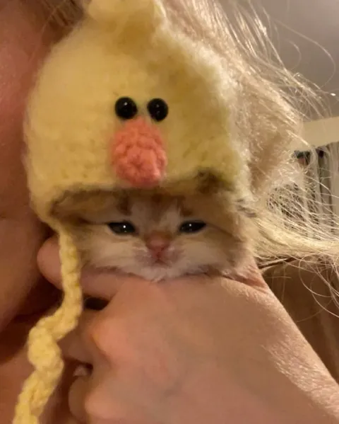 Котёнок в шапке цыплёнка
