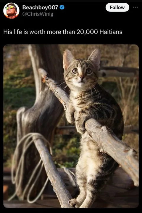 Cat’s Life Worth More