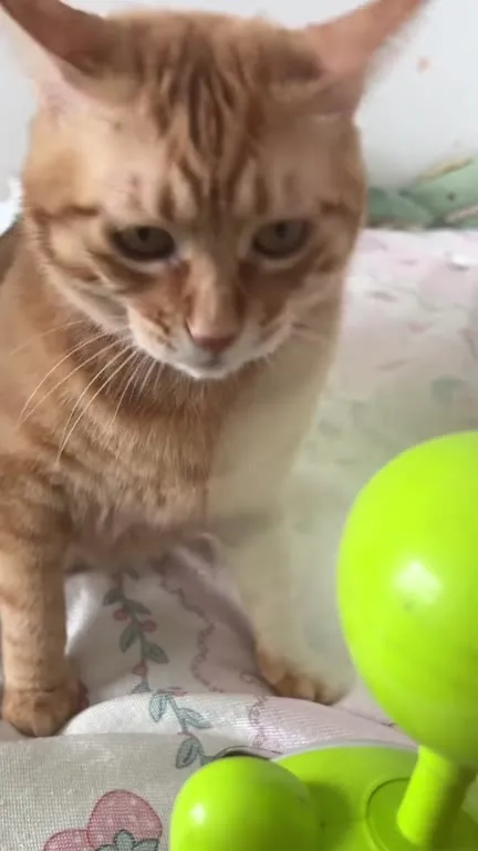Кот нюхает зелёную игрушку