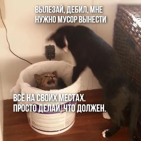 Кот выносит мусор