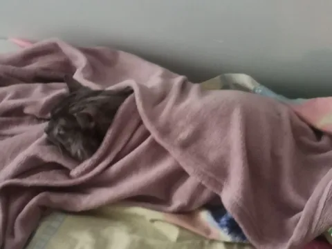 Котёнок спрятался под пледом