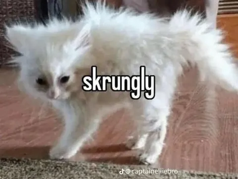 Scrungly White Cat