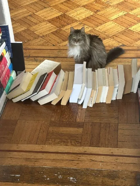 Кот среди книжных завалов