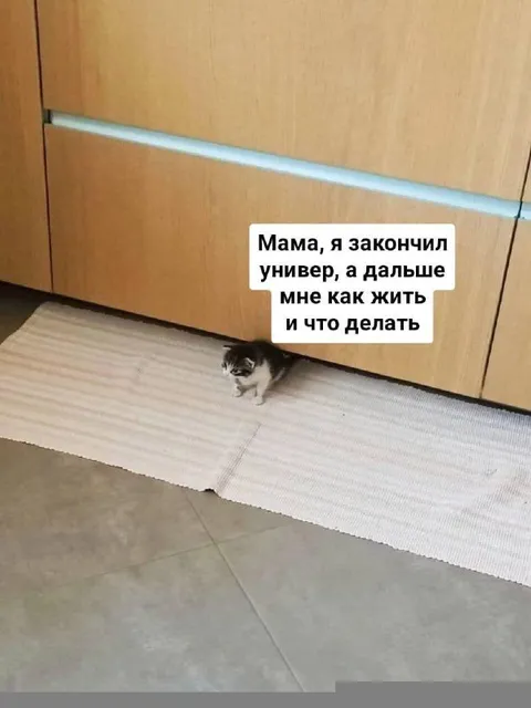 Кот после окончания университета