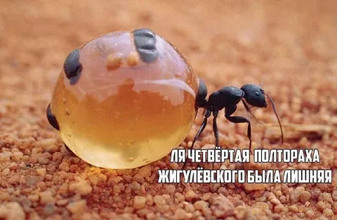 Четвёртая подлораха Жигулёвского