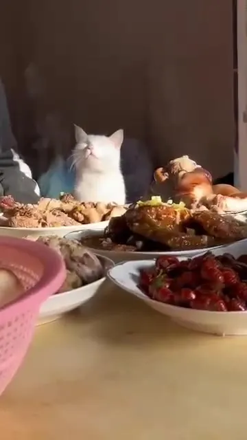Кот смотрит на праздничный стол