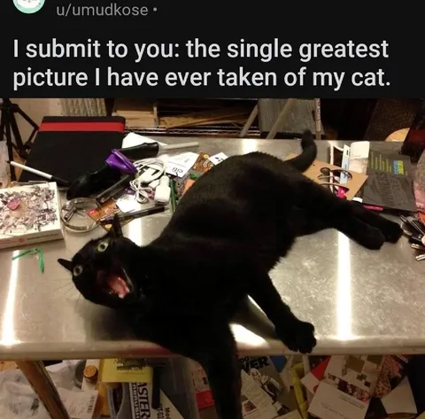 Greatest Picture of My Cat