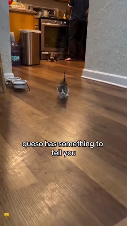 Kitten Has Something to Tell You