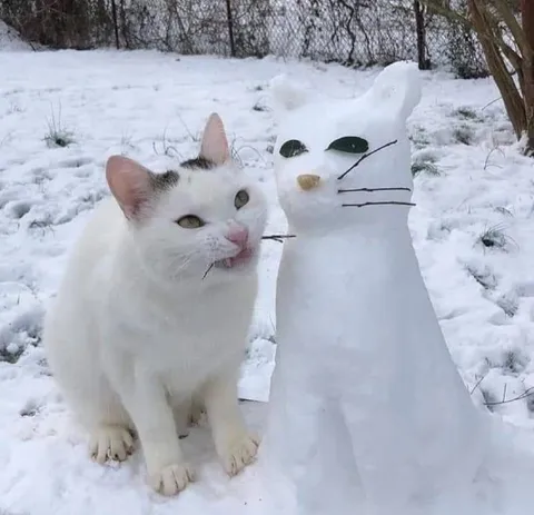 Кот и снежный кот
