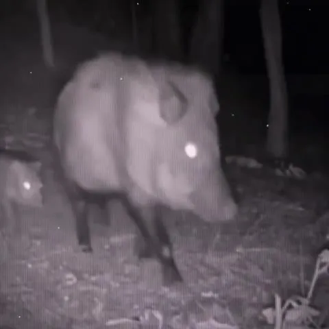 Кабан уходит в ночь