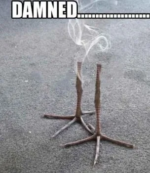 Damn, Invisible Bird Legs
