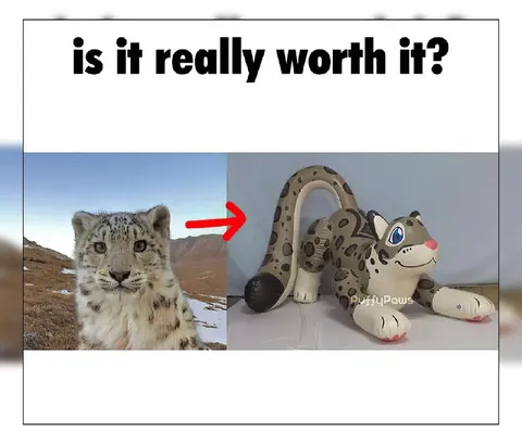 Is It Really Worth It Snow Leopard