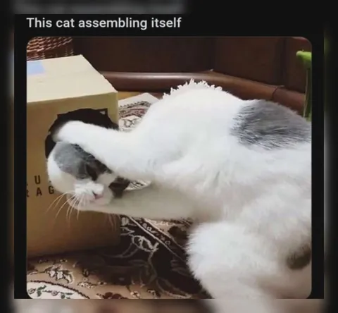 This Cat Assembling Itself
