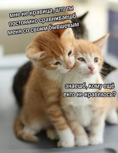 Котёнок ревнует к бывшему