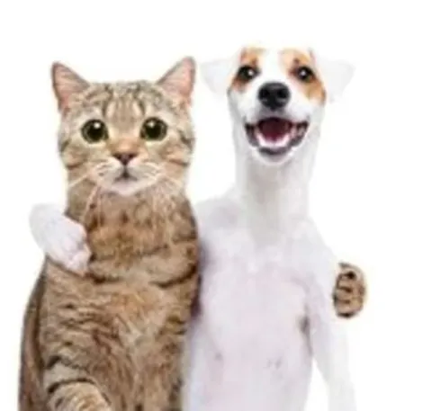Кот и собака обнимаются