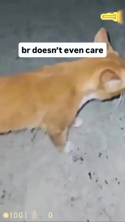 Cat Doesn't Even Care