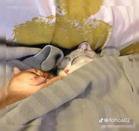 Котята спят вместе