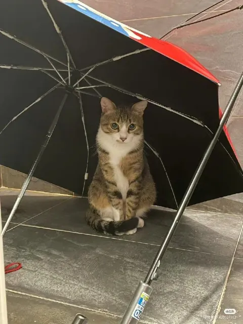Кот под зонтом