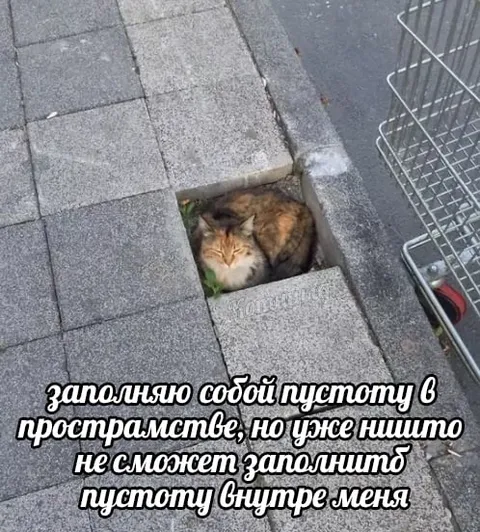 Кошка заполняет пустоту
