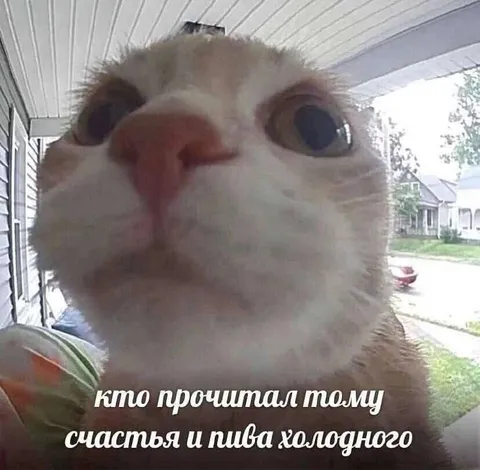 Кот желает счастья и пива