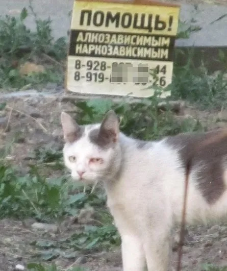 Кот просит о помощи