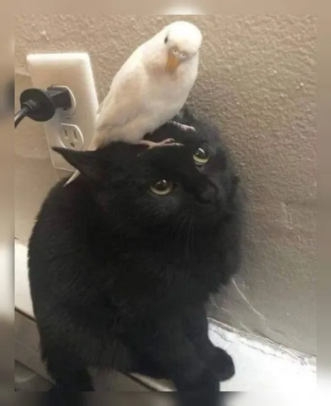 Белый попугай на чёрном коте
