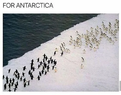 Penguins Heading for Antarctica