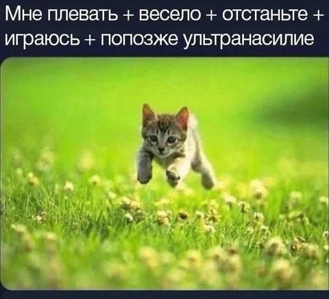Котик летит навстречу ультранасилию
