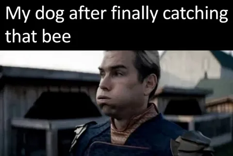 Dog Catches a Bee