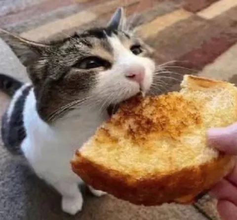 Кот не может устоять перед хлебом