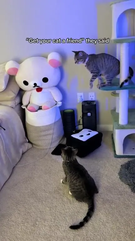 Cats Attack Each Other