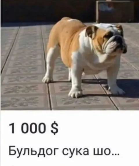 Бульдог за 1000 долларов