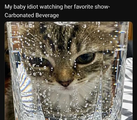 Cat Watching Carbonated Beverage