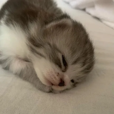 Сонный котик крупным планом