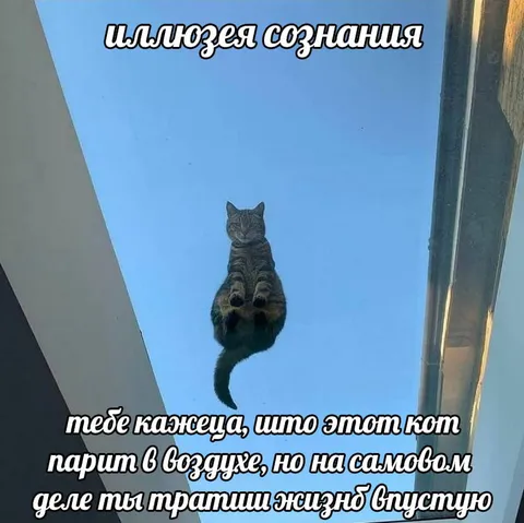 Иллюзия сознания с котом