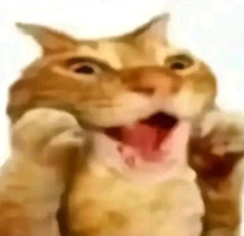 Кот истерично смеётся