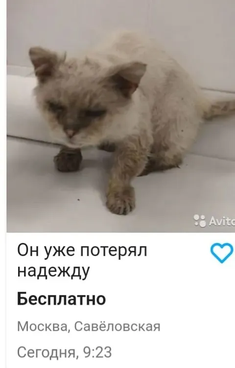 Кот потерял надежду