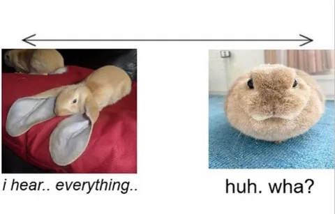 Rabbit Hears Everything Huh What