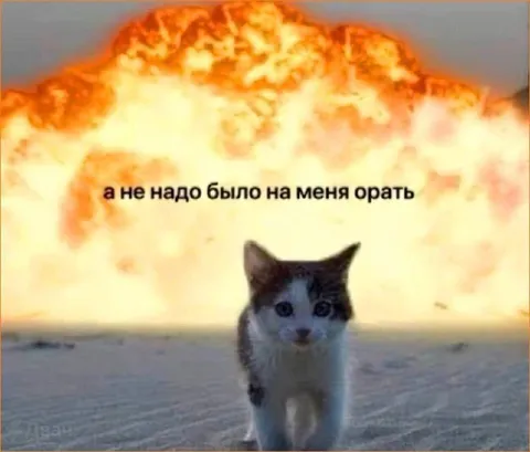 Кот после крика