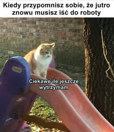 Kot nie chce iść do roboty